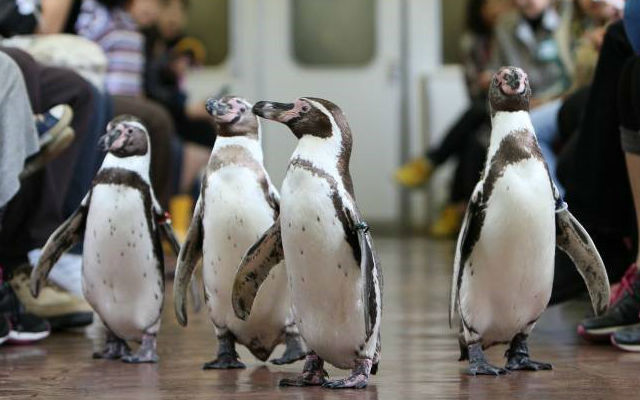 Get Up Close and Personal with Penguins on Japanese Trainline