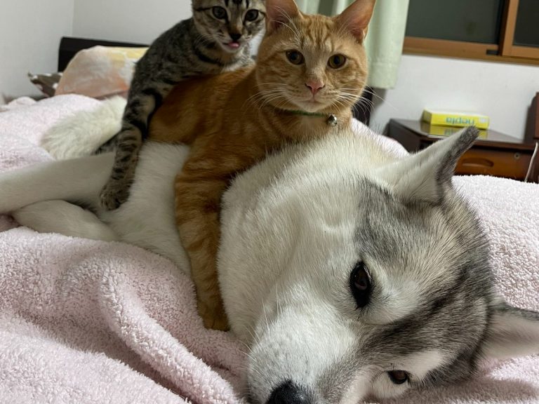 Husky and cat duo in Japan have adorably playful relationship