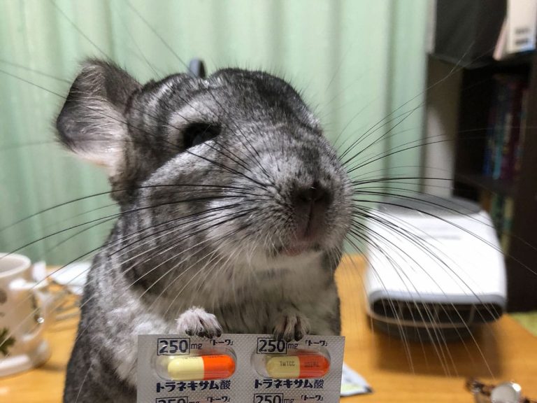 Adorable pet chinchilla “pharmacist” is worried about its owner’s sore throat