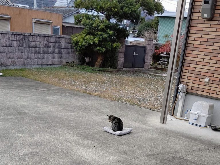 Cat and futon blown in the wind adorably brings Japanese pun to life