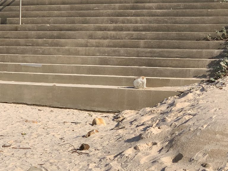 Feline fan gets rocky surprise from optical illusion at Chiba beach