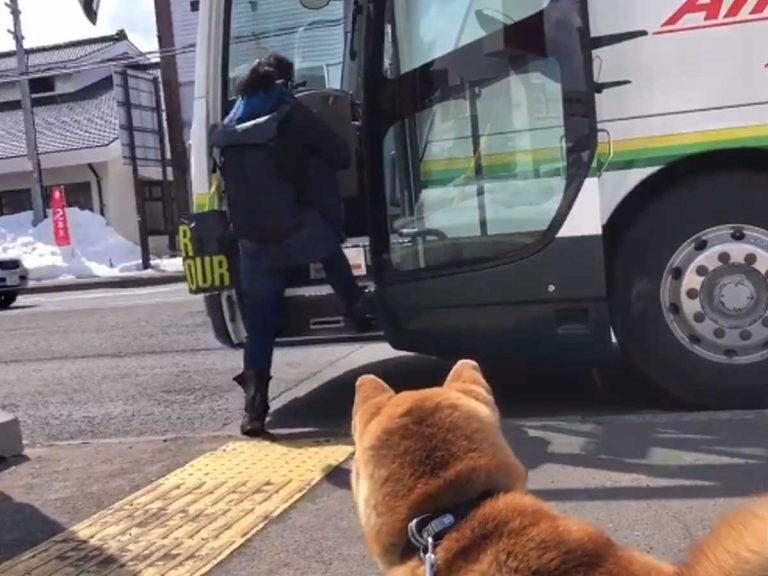 This Shiba Pup’s Sendoff Will Warm Your Heart