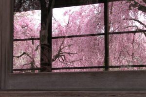 Cherry blossom viewings canceled, Japanese residents turn homes into sakura sanctuaries