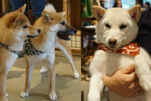 Mame Shiba Inu Dog Cafe in Tokyo: Feeling the Puppy Love!