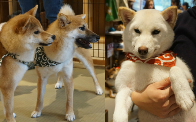 Mame Shiba Inu Dog Cafe in Tokyo: Feeling the Puppy Love!