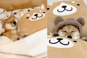 Shiba Inu Surrounded by Shiba Inu Plushies Sure Knows How to Relax