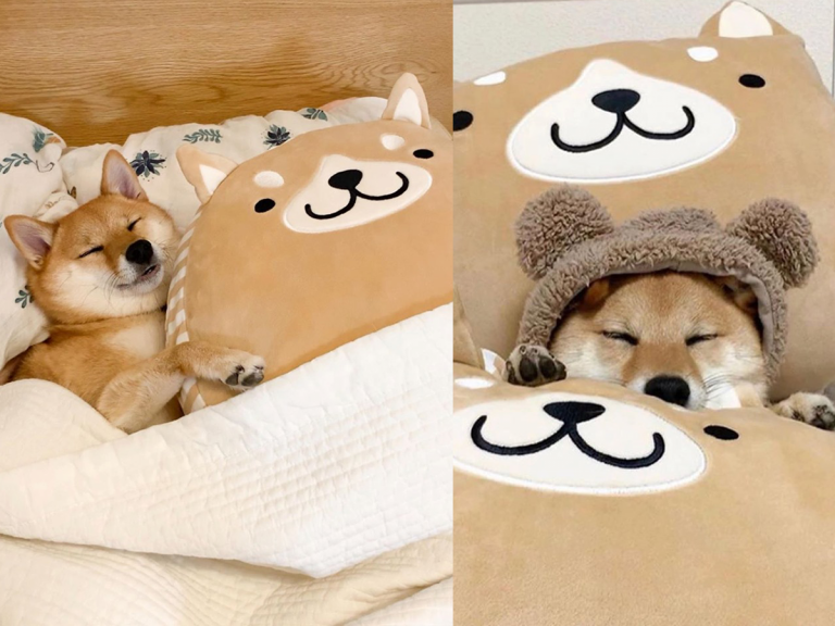 Shiba Inu Surrounded by Shiba Inu Plushies Sure Knows How to Relax