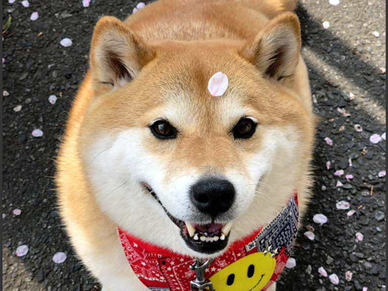 Smiling Sakura-Loving Shiba Inu is Making Us Miss Cherry Blossom Season in Japan Already