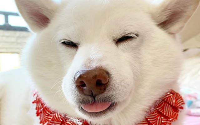 Why This White Shiba Inu Has Become Instagram’s Favourite English Teacher