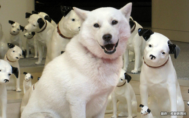 The Canine Face of Softbank’s Hilarious Japanese Commercials Sadly Passes Away
