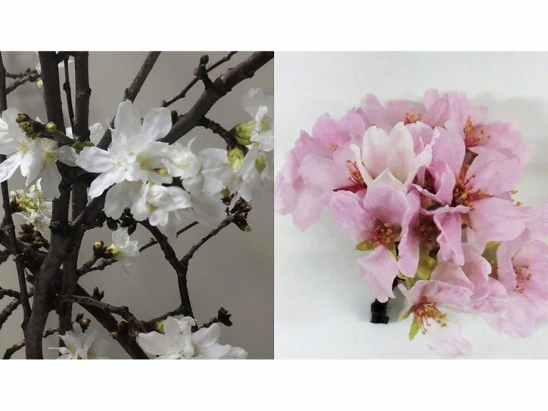 Want Vivid Pink Sakura Indoors? Hirosaki University Researchers Might Just Make That Possible