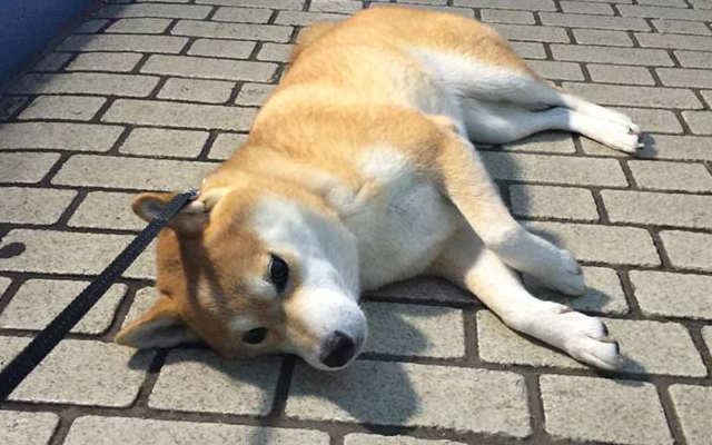 Smart Dog Owner Gets His Own Back on Stubborn Shiba Inu