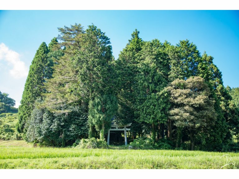 Japanese photographer stumbles upon charming hidden “Totoro’s Forest” shrine