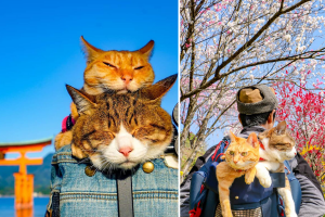 Meet the Two Travelling Rescue Cats Exploring Every Prefecture of Japan with Their Owners