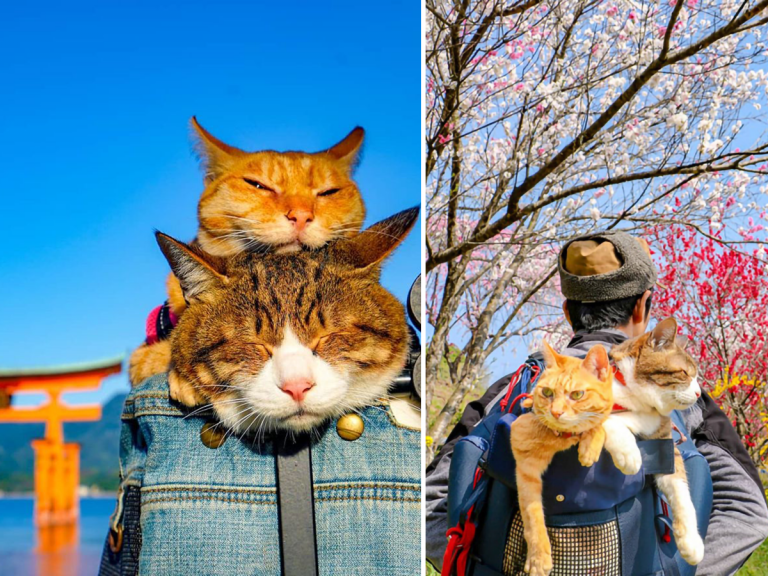 Meet the Two Travelling Rescue Cats Exploring Every Prefecture of Japan with Their Owners