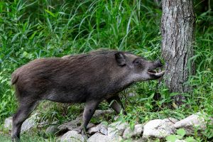 8 wild boars found dead nearby Japan’s broken “Killing Stone”