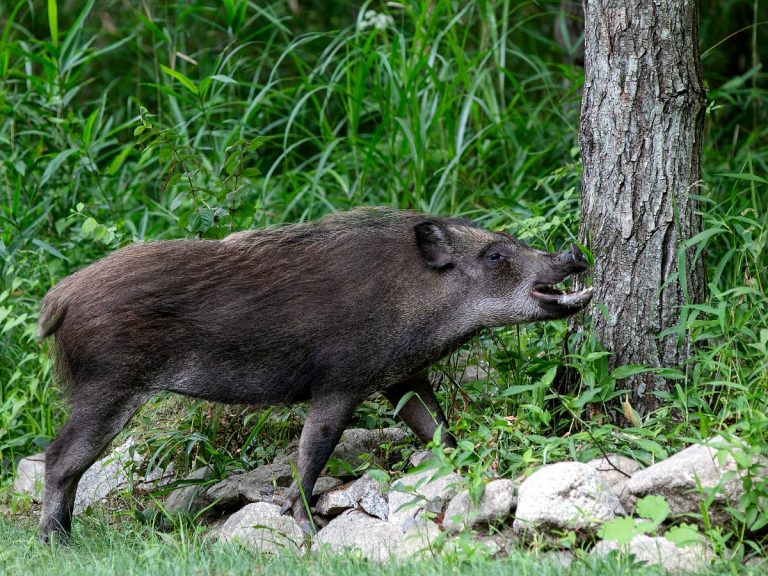 8 wild boars found dead nearby Japan’s broken “Killing Stone”