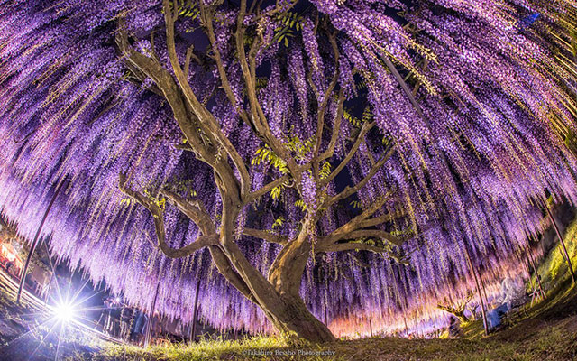 Where to Enjoy Enchanting Wisteria Flower Festivals in Japan This Spring