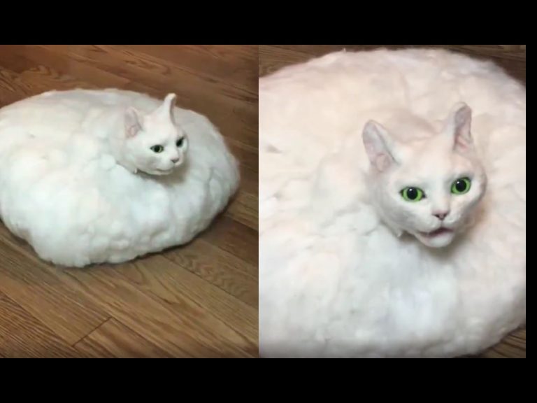 Felt artist’s terrifyingly real Roomba cat creation glides and meows when summoned