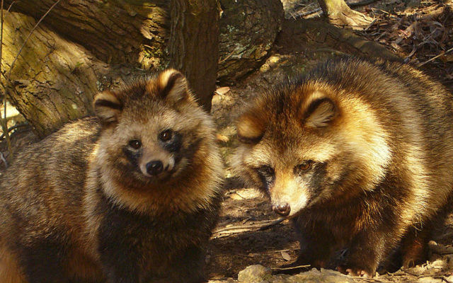 This Tanuki Raccoon dog has been spoiled by its owner