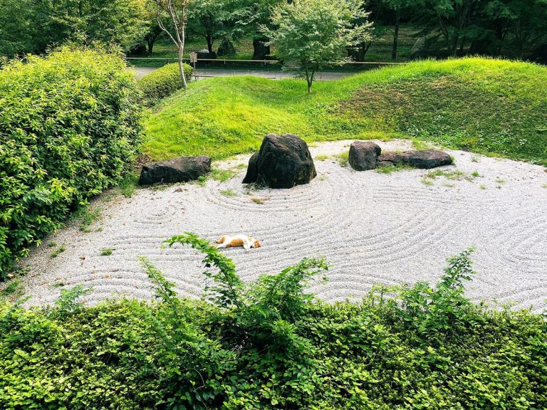 Japanese cat demonstrates how to appreciate a Zen garden