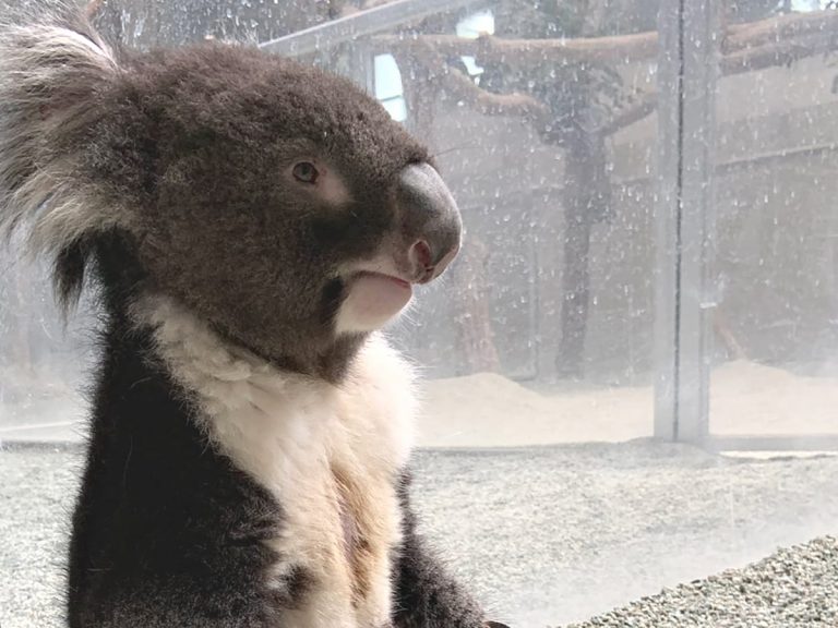 Koala in Japanese zoo poses like a Zen monk who has reached enlightenment